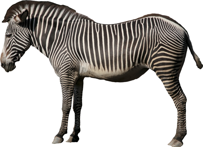 Photo.03:シマウマ