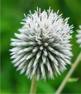 ヒゴタイ(キク科)