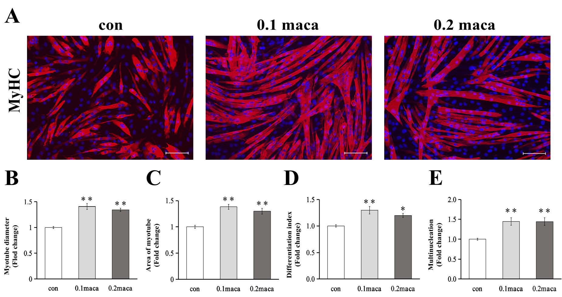 マカが骨格筋細胞の生育・成長を促し、筋肥大をもたらすことを発見