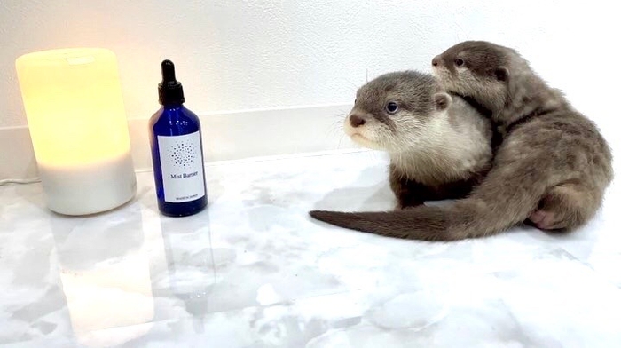 LOUTRE様(@uuu_chaaan)