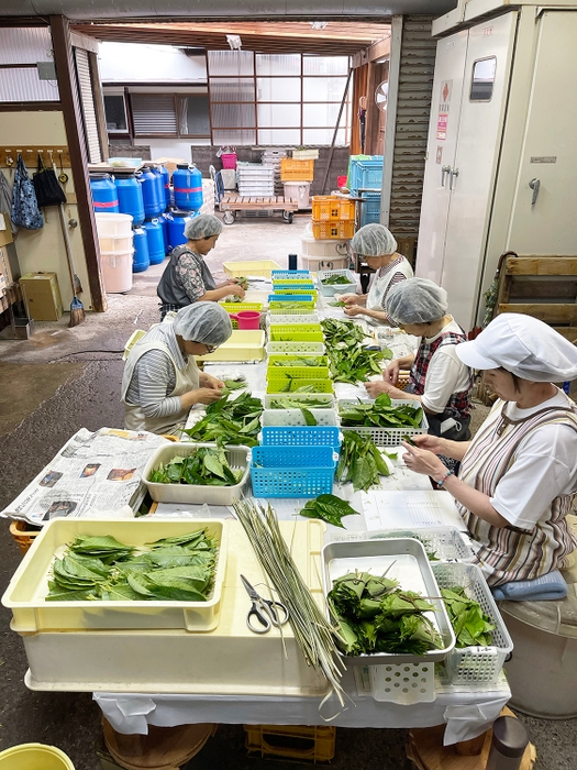 手作業で選別される桜葉