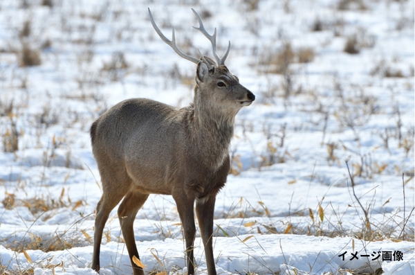 イメージ画像です