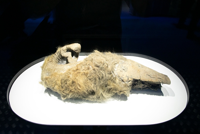 ケナガマンモスの鼻(冷凍標本)展示物撮影:星野泰孝(ネクステラ)