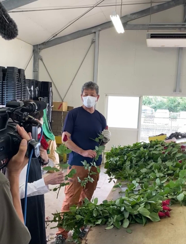 NHKワールドによる農家取材。出荷前に選花作業風景を撮影中の様子。手前が規格外とされたバラ。