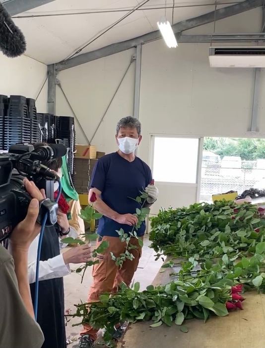 NHKワールドによる農家取材。出荷前に選花作業風景を撮影中の様子。手前が規格外とされたバラ。
