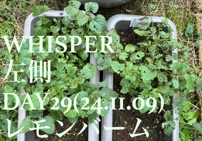 比較評価DAY29