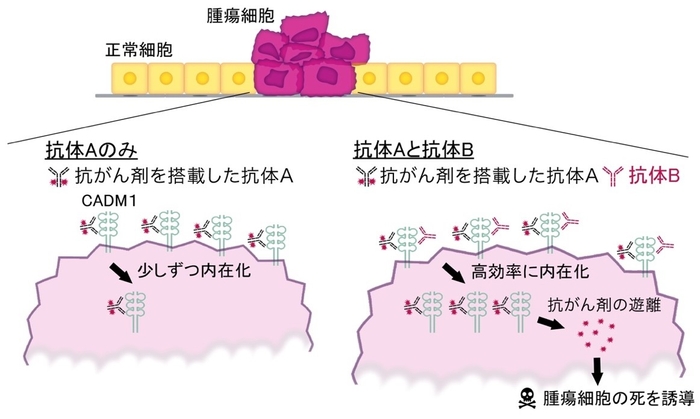 図1 がん細胞に抗体Aと抗体Bが機能するメカニズム　左：抗体Aと抗がん剤を用いた抗体薬物複合体を投与した場合、右：抗体Aと抗がん剤を用いた抗体薬物複合体と抗体Bを投与した場合