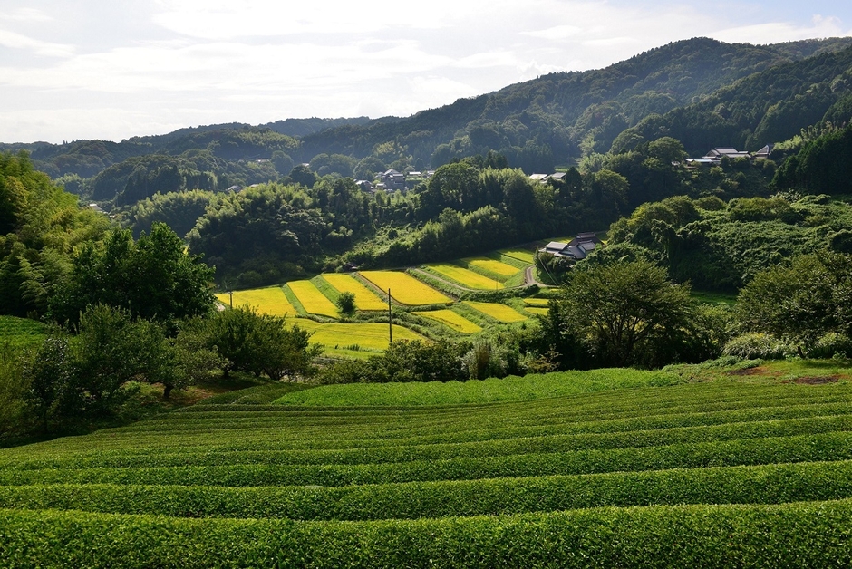 山添村茶畑