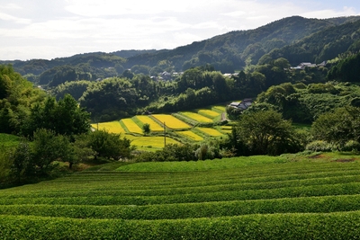 山添村茶畑