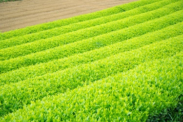生産者をサポートする直送通販サイト「鮮菜」 　日本三大銘茶・狭山茶の取り扱い開始