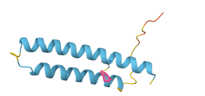 図1　MICOS10 遺伝子のバリアントとタンパク質構造　c.173G>Cの遺伝子異常は、タンパク質ではp.Cys58Serの異常となります。p.Cys58Serは58番目のシステインがセリンに変化していることを表しています。Cys58（ピンク色）は図に示すように、向かい合うシステインとジスルフィド結合を形成する重要なアミノ酸残基となっていることをAlphaFold2のタンパク質立体構造予測が示しています。