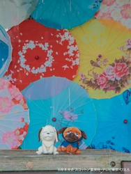 雨が滴る五月雨（さみだれ）の中、忍の世界に映る“あなた”を切り取って
「NARUTO＆BORUTO 忍里　五月雨祭2026」
イベント情報第２弾