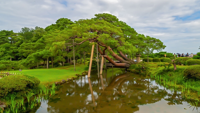 唐崎松