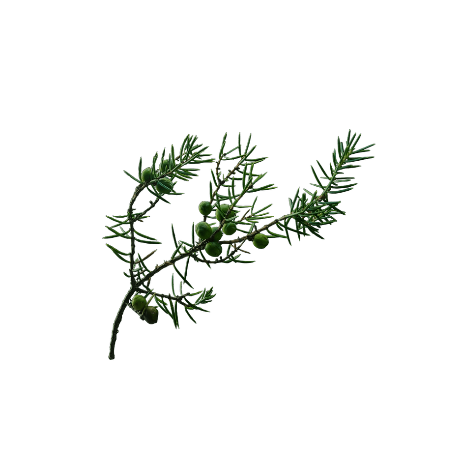 国産のネズミサシ（ジュニパー）