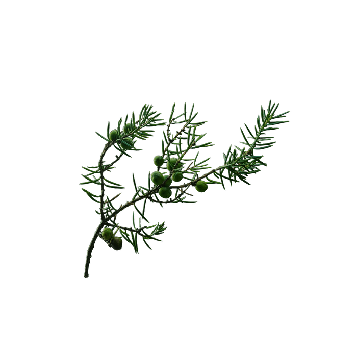 国産のネズミサシ(ジュニパー)