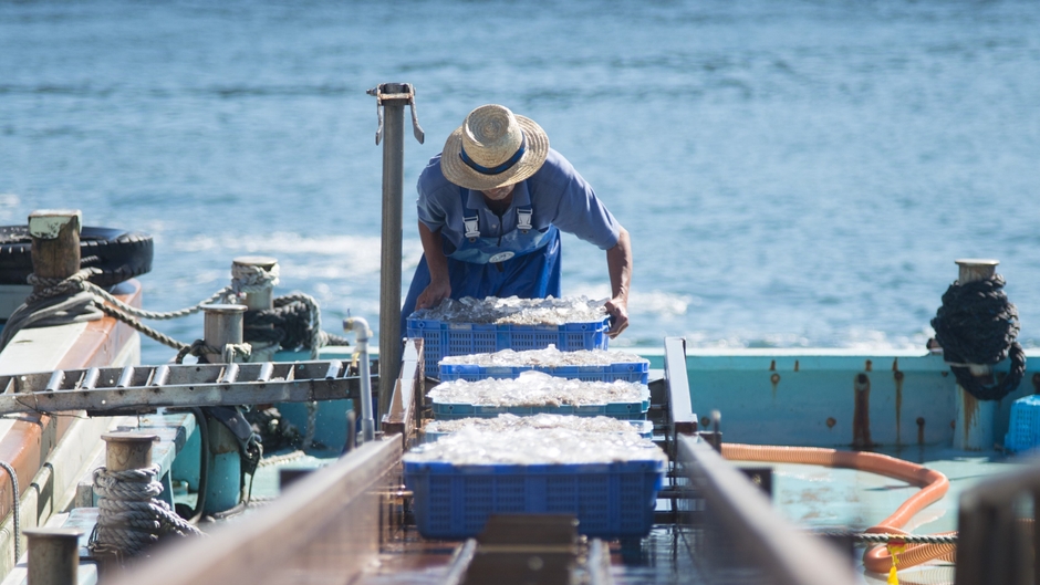 生しらす水揚げ風景
