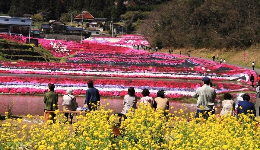 第14回大道理芝桜まつり開催中