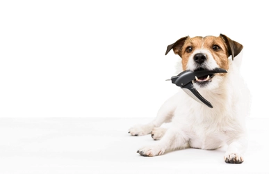 犬の爪切りをうまくやるためのコツを紹介