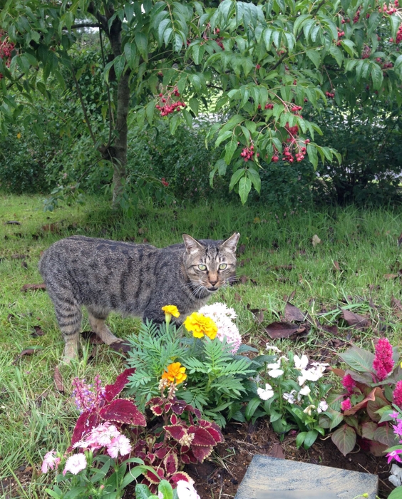 皆さんのお墓を守る寺猫