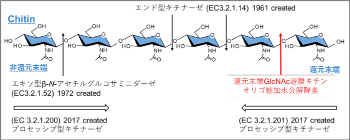 キチンを分解する新しいタイプの酵素「MoChia1」を発見　イネの重大な病害「いもち病菌」の感染を防ぐ薬剤の開発に寄与