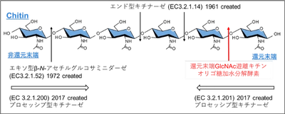 キチンを分解する新しいタイプの酵素「MoChia1」を発見　イネの重大な病害「いもち病菌」の感染を防ぐ薬剤の開発に寄与