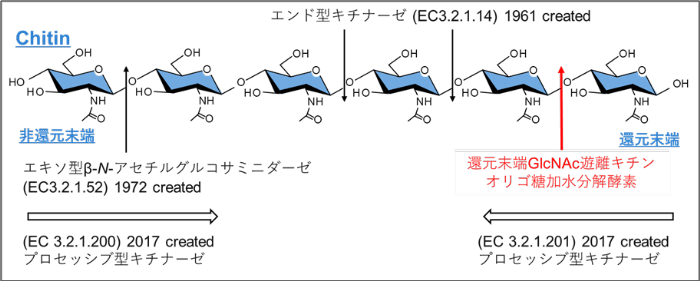 キチン加水分解酵素と酵素番号（EC番号）