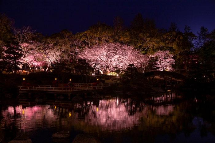 水面に映し出される夜桜