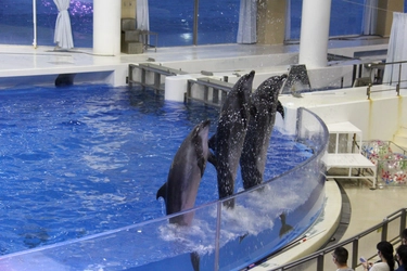 秋の夜長、夜の水族館で過ごしませんか? 3日間限定の特別な夜の水族館、開館！  『ナイトアクアワールド』 【2020年9月19日(土)～21日(月・祝) 18時～20時開催】