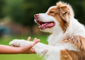 千葉県富津の愛犬と泊まれる一棟貸しドッグコテージ　 6月1日にクラウドファンディングを開始