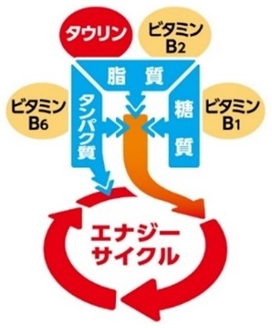 リポビタンＤＸαは栄養素をエネルギーに変換する、 「エナジーサイクル」に作用します。