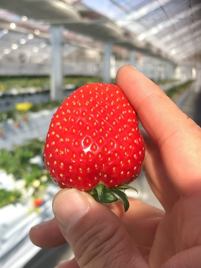 志宝いちご