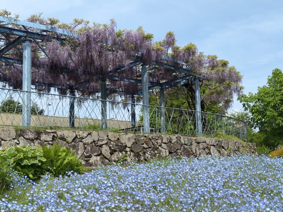 ネモフィラ(4月下旬~5月中旬)