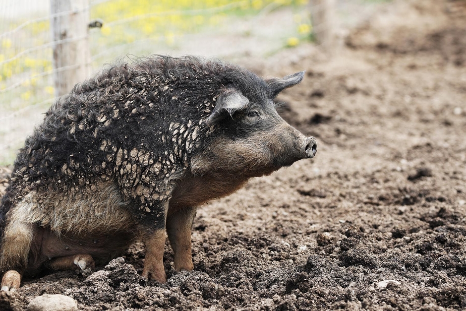 十勝ロイヤルマンガリッツァ豚(3)