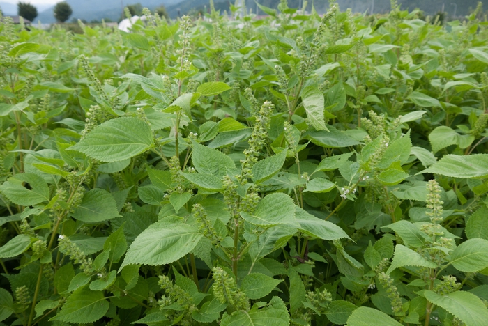 飛騨地方のえごま栽培の様子