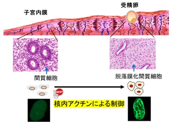 ヒトの着床に関わる新たな制御機構を解明