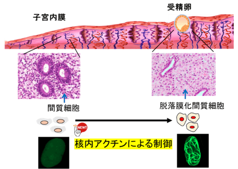 子宮内膜間質細胞の脱落膜化