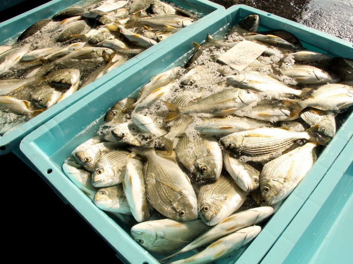 三重県産のお魚で離乳食作り