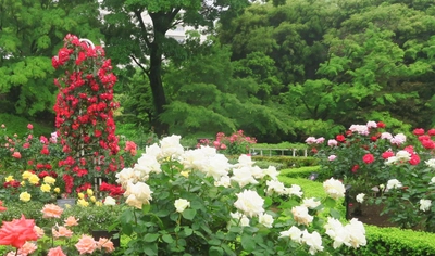 ほぼすべてが開花してクライマックス！旧古河庭園「春のバラフェスティバル」開催中