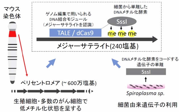 図1 本研究におけるエピゲノム編集の概要