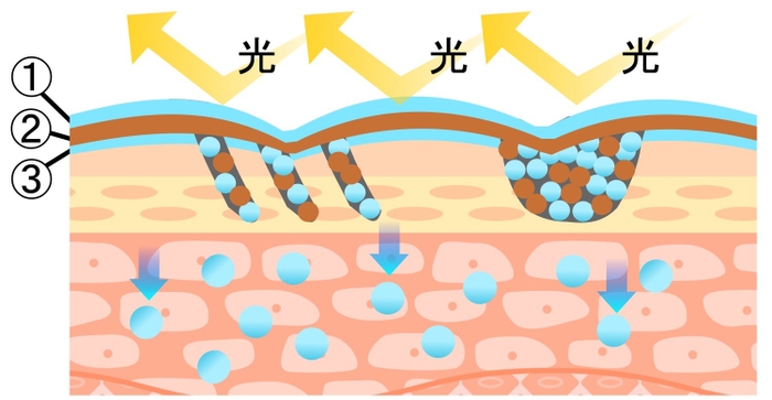 肌イメージ図1