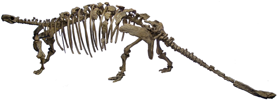 タラルルス・プリカトスピネウス(後期白亜紀)