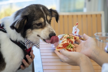 淡路島「クラフトサーカス」わんちゃん好き必見！スペシャルキャンペーン開催 ～ 400枚限定、永年11%OFFステッカープレゼント～