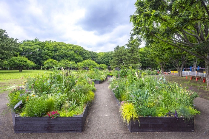 第３回砧公園のガーデンの様子