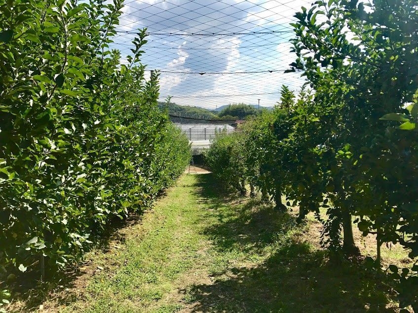 種類。総面積は 3.7 ヘクタールで、甲子園球場 1 個分ほどの果樹園