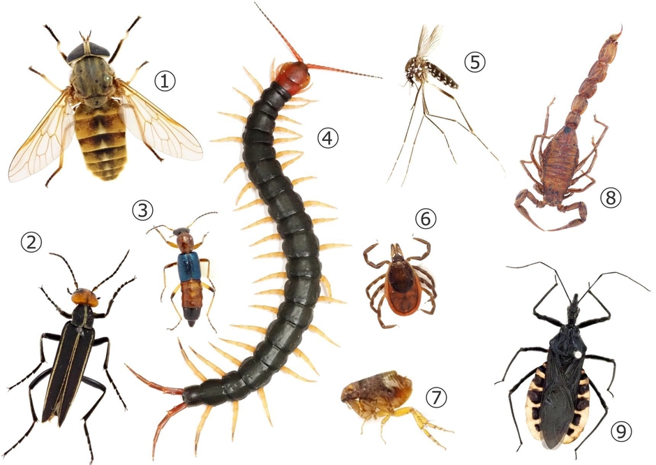 さまざまな毒虫