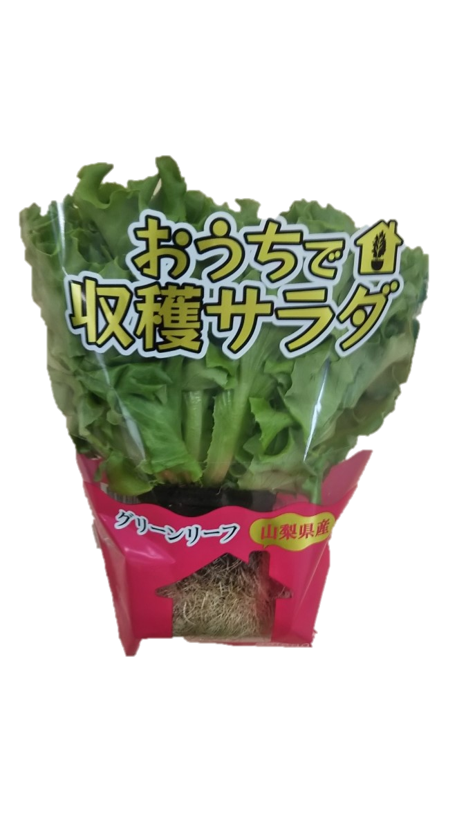 おうちで収穫！？首都圏ライフで「おうちで収穫サラダ」4種類を販売中！～手軽に食育体験ができる～