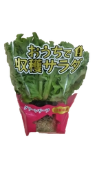 おうちで収穫！？首都圏ライフで「おうちで収穫サラダ」4種類を販売中！～手軽に食育体験ができる～