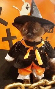 ハロウィン仮装の猫と“記念ニャ真”、 おいしいミルクを飲んで運気もアップ！ 猫カフェ 猫家 大宮店「ハロウィンにゃんぼ！くじ」開催