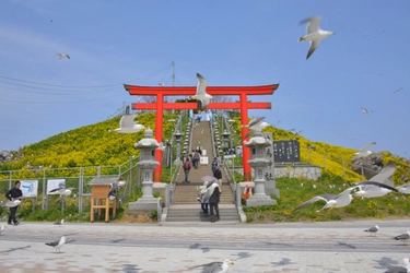 蕪島で毎年恒例、ウミネコの糞避けのため傘の貸し出し実施 　社務所に申し出ると「会運証明書」の発行！