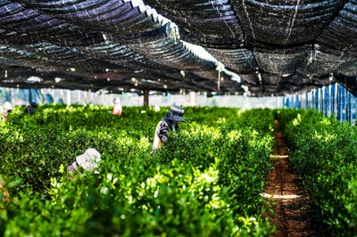 茶畑に広がる静かな情景。狭山茶の香り高い一杯は、丁寧な手摘みから始まります。